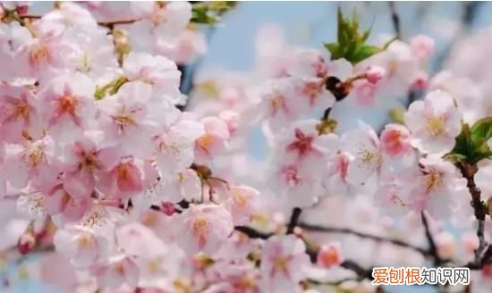 樱花几月落，樱花树落叶时间多长