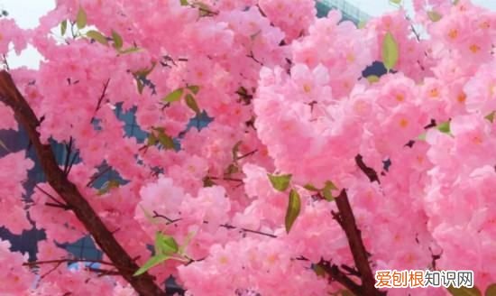 樱花几月落，樱花树落叶时间多长