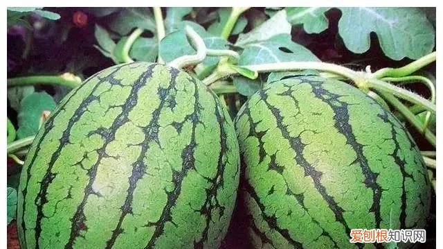 西瓜怎么分公母，西瓜公母是怎么分别的