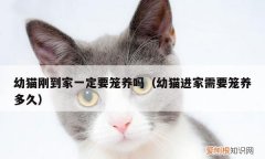 幼猫刚到家一定要笼养，幼猫刚接回家关笼子吗