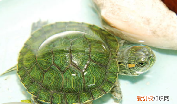 幼龟不吃食儿怎么回事儿，小乌龟不爱动,也不吃食是怎么回事