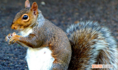 一个月大松鼠能吃什么，一个月的红腹松鼠喂什么东西好呢