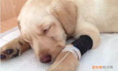 小狗得了犬瘟能活几天，狗狗得了犬瘟热会不会传染给人的