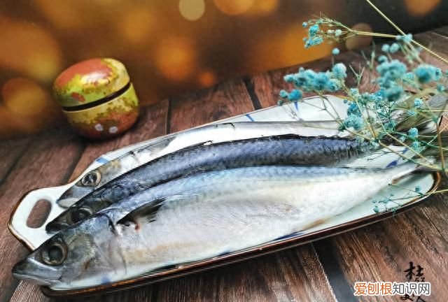 这4种不起眼的廉价海鱼 哪种海鱼最好养又便宜又好吃