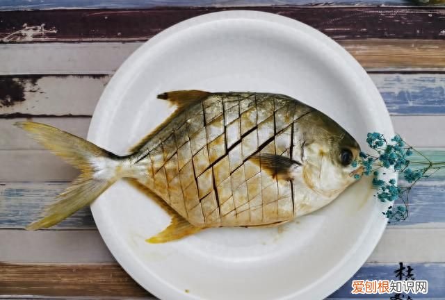 这4种不起眼的廉价海鱼 哪种海鱼最好养又便宜又好吃