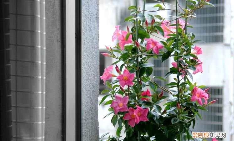 飘香藤不开花什么原因视频，飘香藤不开花只长藤是什么原因