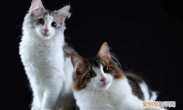 猫咬人是什么意思，猫咪咬人代表什么意思