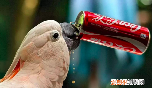 零度可乐真的没热量，零度可口可乐真的没有热量