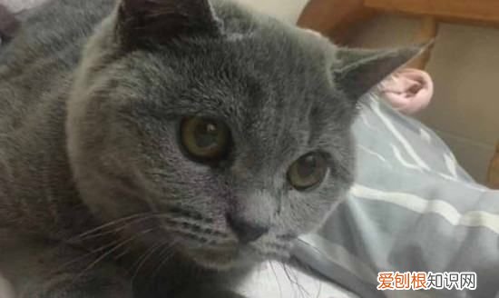 猫的尾巴长，猫尾巴骨折了怎么办没流血