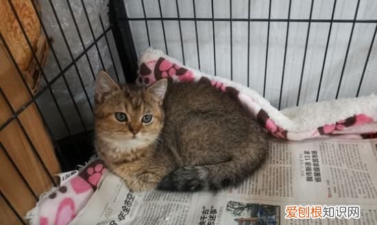 猫的尾巴长，猫尾巴骨折了怎么办没流血