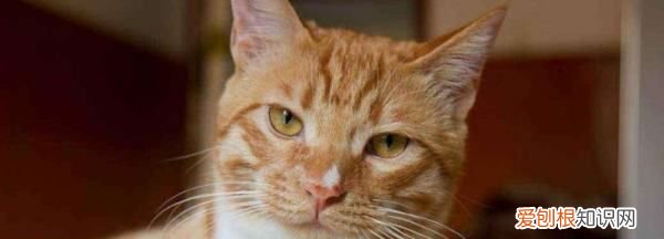 猫的尾巴长，猫尾巴骨折了怎么办没流血