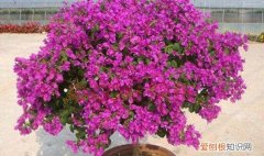 三角梅怎么掐尖，三角梅怎么修剪才开花多