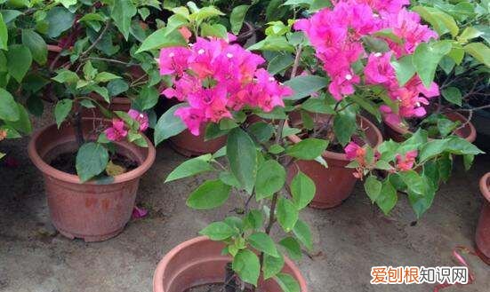 三角梅怎么掐尖，三角梅怎么修剪才开花多