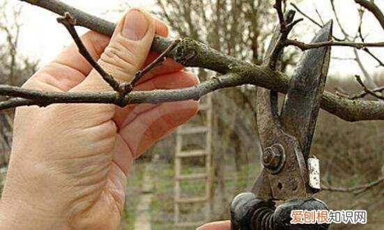 三角梅怎么掐尖，三角梅怎么修剪才开花多