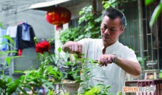 三角梅怎么掐尖，三角梅怎么修剪才开花多