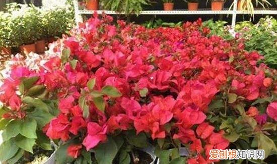 三角梅怎么掐尖，三角梅怎么修剪才开花多