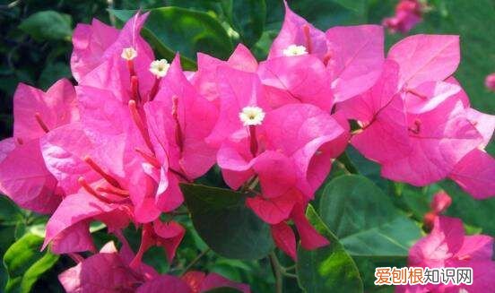 三角梅怎么掐尖，三角梅怎么修剪才开花多