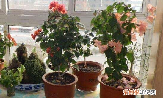 三角梅怎么掐尖，三角梅怎么修剪才开花多