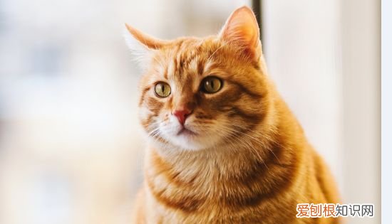 猫牙齿断了一半怎么办,猫的尖牙断了一半都是什么原因