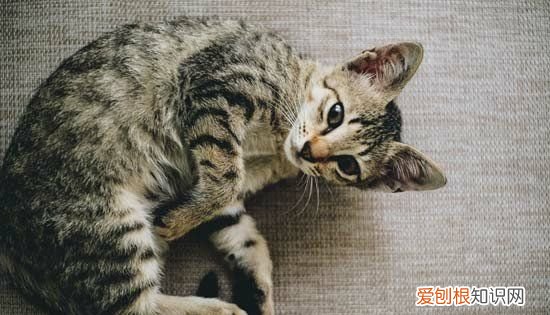 猫牙齿断了一半怎么办,猫的尖牙断了一半都是什么原因