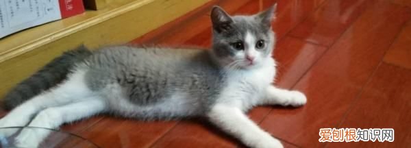 猫牙齿断了一半怎么办,猫的尖牙断了一半都是什么原因