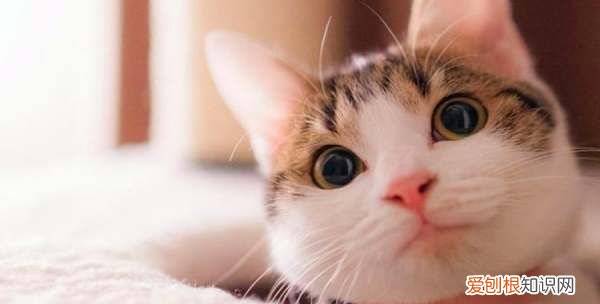 猫喜欢带顶的窝,猫咬痕一般什么形状图片