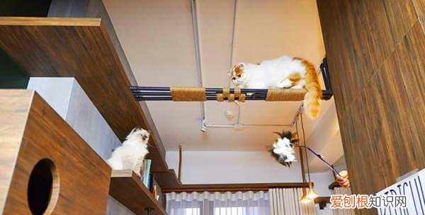 猫喜欢带顶的窝,猫咬痕一般什么形状图片