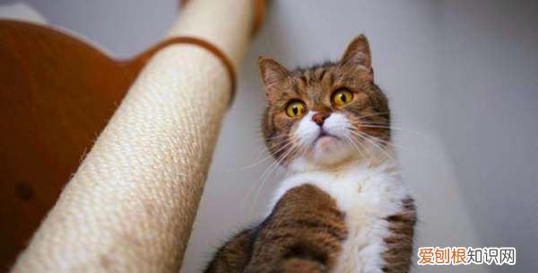 猫喜欢带顶的窝,猫咬痕一般什么形状图片