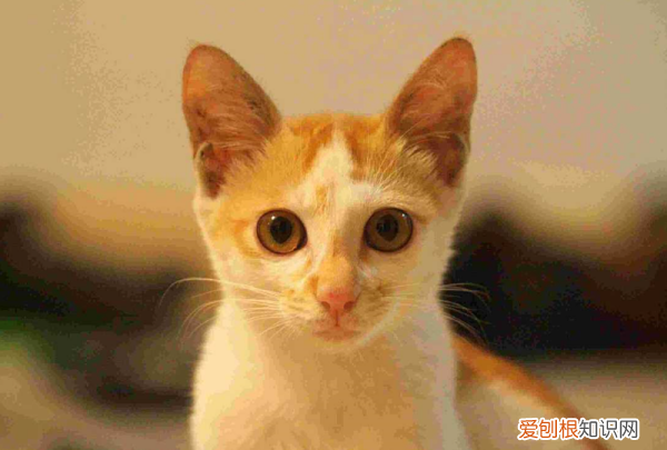 幼猫虚弱可以喝葡萄糖，幼猫可以喝葡萄糖水吗