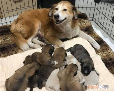 狗不合群如何纠正，小狗不合群怎么办 他只和人类玩耍