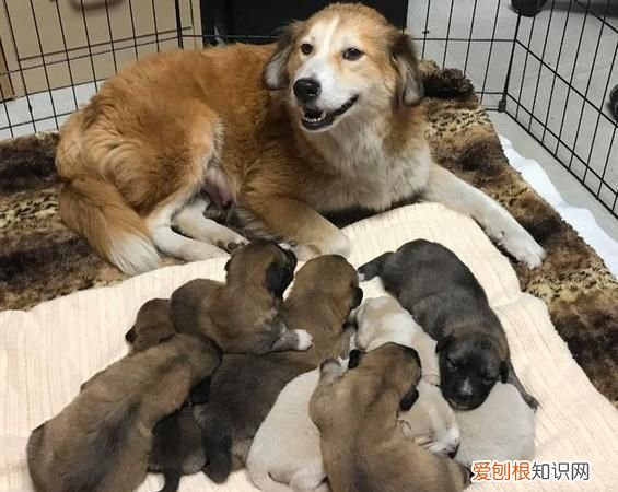 狗不合群如何纠正，小狗不合群怎么办 他只和人类玩耍