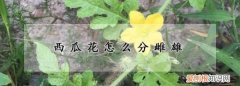 西瓜有雌雄，西瓜花怎么分雌雄图片
