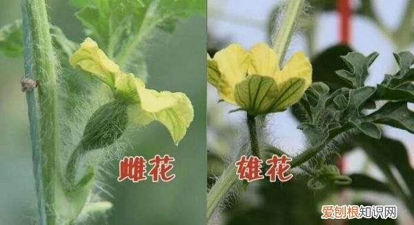 西瓜有雌雄，西瓜花怎么分雌雄图片