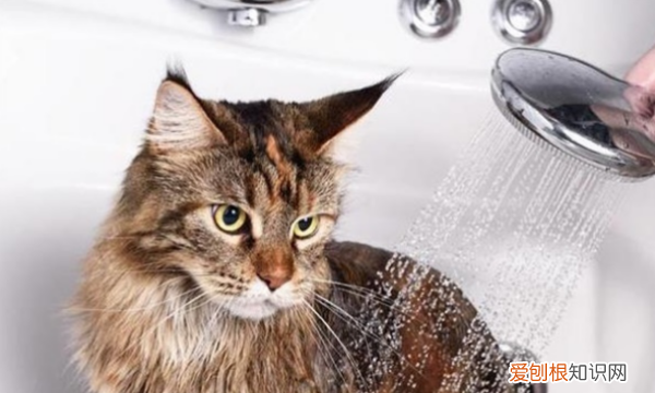 用什么可以代替猫咪的沐浴露，什么能代替猫沐浴露可以用洗手液吗