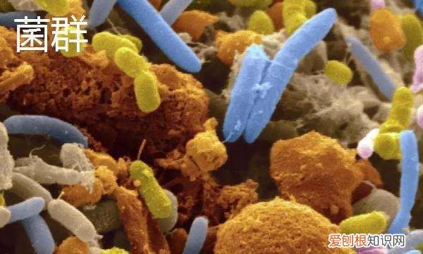 菌种有什么作用有哪些品种，益生菌的种类有哪些?,要求全面一点