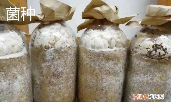 菌种有什么作用有哪些品种，益生菌的种类有哪些?,要求全面一点