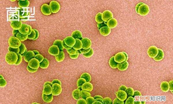 菌种有什么作用有哪些品种，益生菌的种类有哪些?,要求全面一点