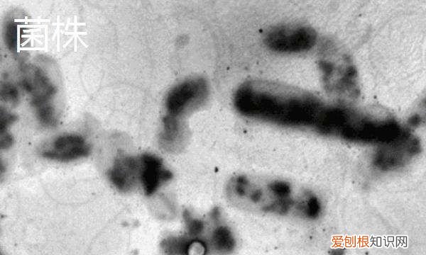 菌种有什么作用有哪些品种，益生菌的种类有哪些?,要求全面一点