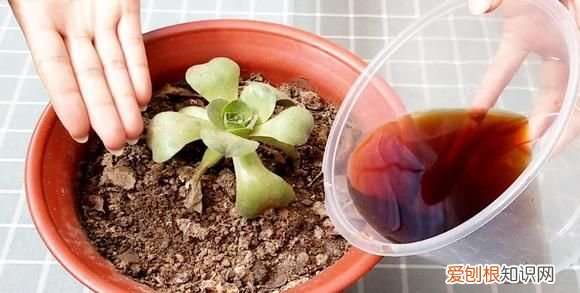 酱油可以浇哪些植物