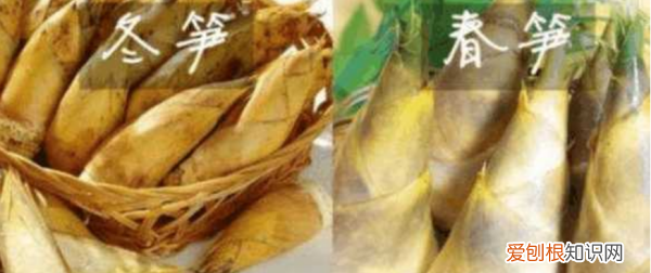 春笋和竹笋有什么区别,冬笋春笋毛笋的区别是什么