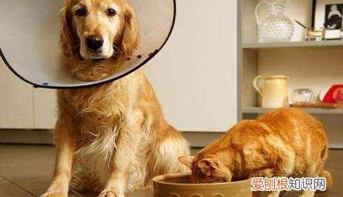 近亲猫咪可以交配，同父同母的猫能配