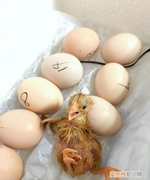 刚出生的小鸡吃什么,小鸡刚孵出来吃什么东西