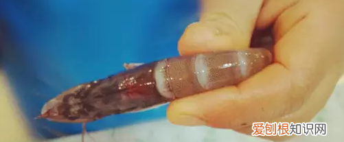 怎样才能快速去虾线，怎么挑虾线 这样挑最干净