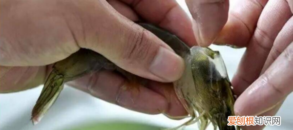 怎样才能快速去虾线，怎么挑虾线 这样挑最干净