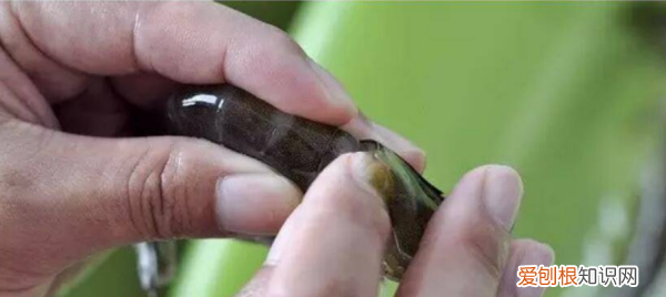 怎样才能快速去虾线，怎么挑虾线 这样挑最干净