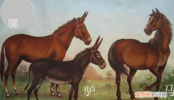 怎么区别骡子和马，骡子与驴子和马有什么区别