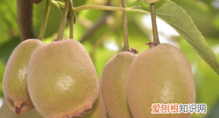 猕猴桃怎样保花保果，猕猴桃保花保果方法