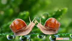 蜗牛有没有毒，蜗牛有毒能养吗