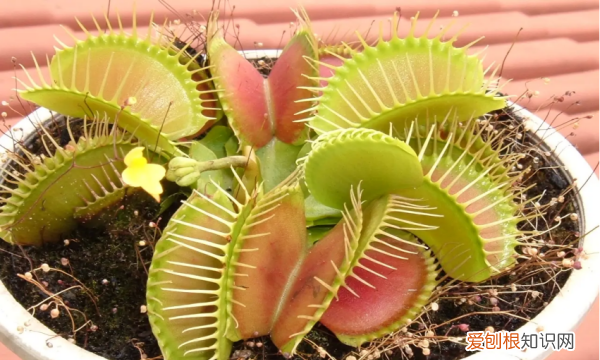 食人花怎么画，怎样画恐怖的食人花视频