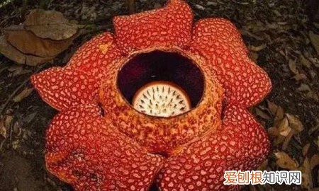 食人花怎么画，怎样画恐怖的食人花视频